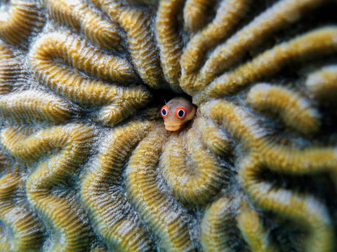 Spotjaw blenny fish, Acanthemblemaria rivasi, hidden in a coral hole, Caribbean sea, Bocas del Toro, Panama