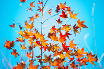 Maple leaves change color in autumn season
