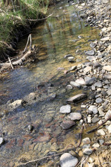 Flows a small stream with clear water in early spring