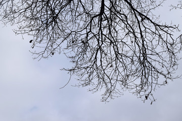 Zweige im bewölkten Himmel