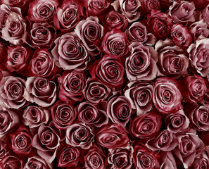 floral background. roses background. Beautiful gentle roses
