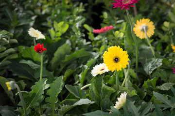 Gerbera jamesonii / Gerbera daisy / Robert Jameson..In the garden