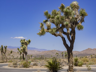 Fototapeta premium Landscape in Joshua Tree National Park