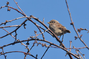 Red-backed shrike (Lanius Collurio) cub in the bush