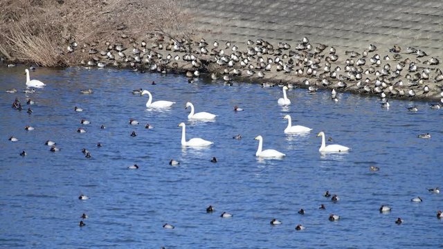 のんびり過ごしているオオハクチョウ、昼寝中のオナガガモたち、4k