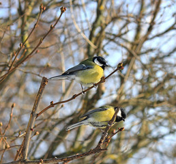 the titmouse has a rest on a branch