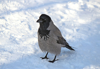 the tousled beauty a crow has a rest on snow