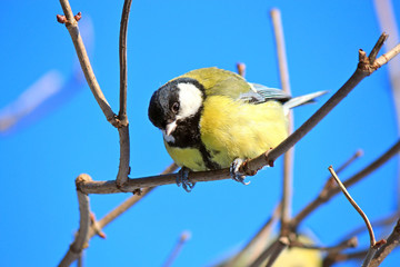the titmouse has a rest on a branch