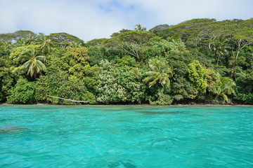 Fototapeta na wymiar Green coastline with turquoise water of a tropical shore, Huahine island, Pacific ocean, French Polynesia