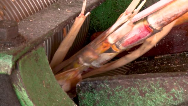 Sugar cane being fed into an extraction mill