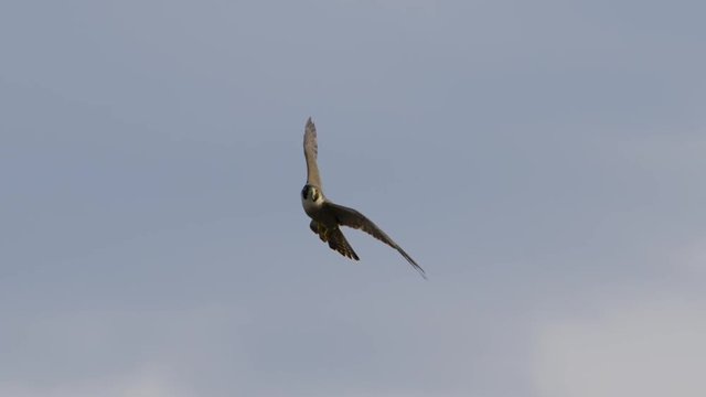 Slow motion shot of a Peregrine Falcon.