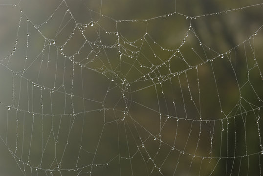 Wet spider web/Close up image of a spider web with water drops hanging in creating an abstract network on a rainy day.
