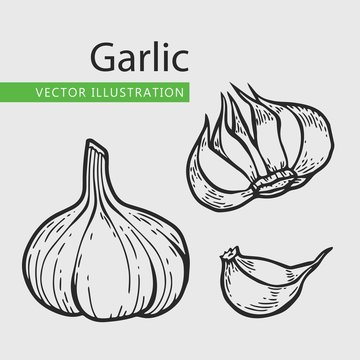 garlic illusrtation set