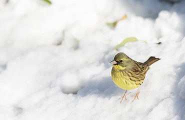 Black faced bunting on snow in winter.
