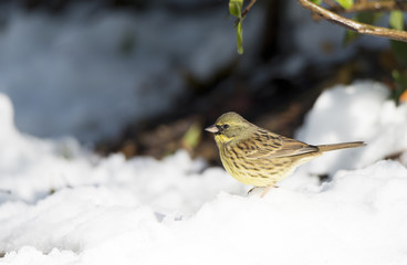 Black faced bunting on snow in winter.
