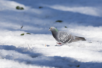 Pigeon walking on snow in winter.
