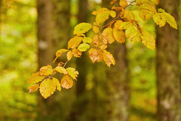 Autumn tree with yellow fall leaves