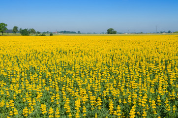Fototapeta premium Uprawa łubinu w okolicy Łowicza