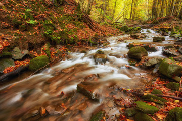 autumn stream in the forest, gold autumn European landscape