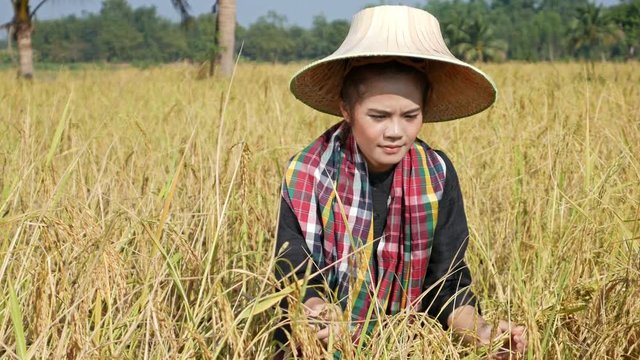 4k video of farmer woman using sickle to harvesting rice in field, Thailand