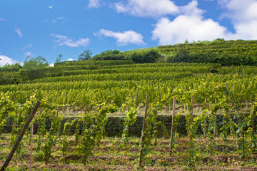 Fototapeta na wymiar Ribeauvillé. Vignes sur la crête. Haut Rhin, Alsace. Grand Est