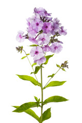 Flowers of lilac phlox with pink center isolated on white background.