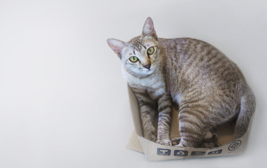 cat in post box looking to camera