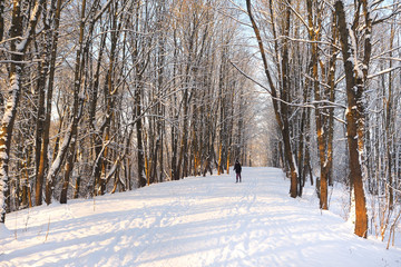 People walk in winter Park. Winter landscape with people
