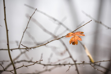 A single orange leaf still hanging on branch in late autumn. Thick, white for all around. Dark, scary forest in mountains