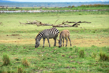 Fototapeta na wymiar Zebras, Tanzania, Africa