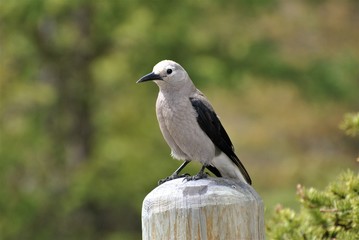 Canada Alberta Clark`s Nutcracker Lake Louise Banff National Park