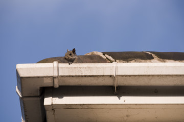Squirrel on the rooftop