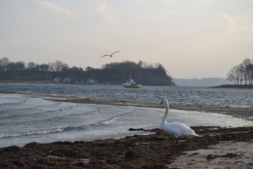 Svan, windy winter shore