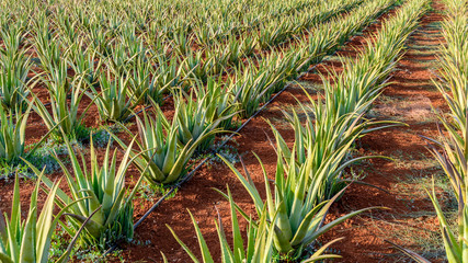 Plantation of aloe vera on the island of Crete, Greece.