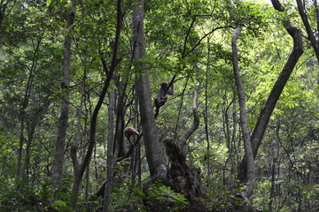 Tree climbing, macaque