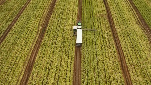 Aerial view Rows of green salad grown in agricultural field. Lettuce field. Machine conveyor belt system to harvest Lettuce from a field. Salad on the field, salad growing, 4K, aerial footage.