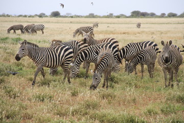Fototapeta na wymiar Safari nel parco dello Tsavo est: Zebre
