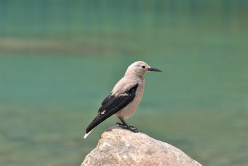 Canada Alberta Clark`s Nutcracker Lake Louise Banff National Park