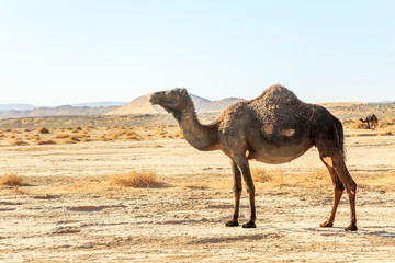 Side view of dromedary alone in the desert