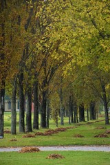Fototapeta premium Autumn Colors Trees Palic Subotica Serbia