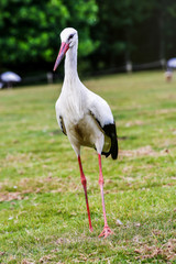 Fototapeta premium Close up on black and white stork
