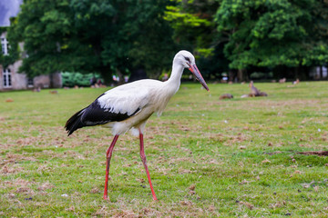 Close up on black and white stork