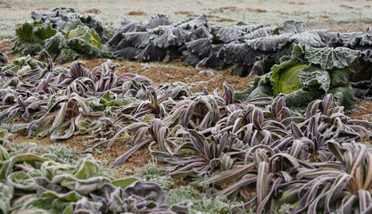 frost salad after a cold night in winter