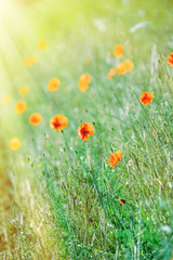 Red poppy flowers field, close up