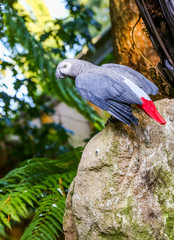 Obraz premium parrot on top of a rock