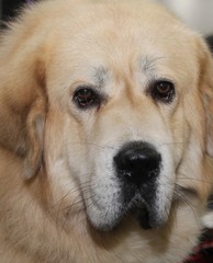 TAN TIBETAN MASTIFF