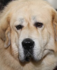 TAN TIBETAN MASTIFF