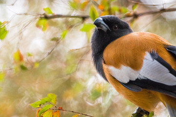 Rufous treepie in Ranthambore National Park, Rajasthan