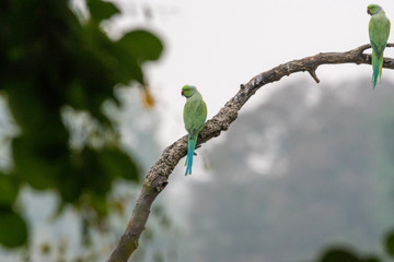 parakeet on branch in Ranthambore National Park, Rajasthan