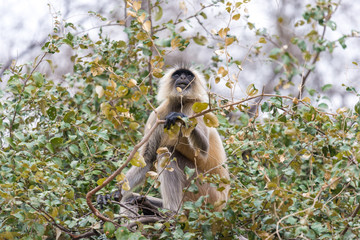 Hanuman Langur feeding in the tree, Ranthambore National Park, Rajasthan